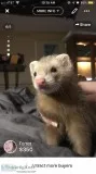 Ferret to good home