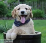Firby Male Goldendoodle