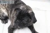 Pug Puppies black brindle and white