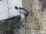 Ringneck Pheasant Chicks