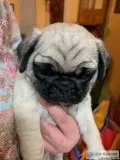 Male Pugs