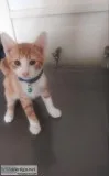 FREE 3 MONTH KITTENS