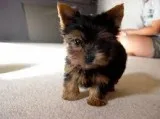 Yorkie puppy Female