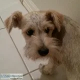 FEMALE MINIATURE SCHNAUZER PUP