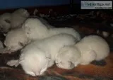 Siamese exotic persian kittens boys