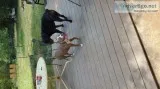 18 month old female pitbull