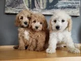 Gorgeous F1B Mini Goldendoodle Puppies