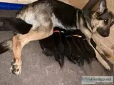 German Shepherd puppies