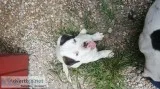American Bull Dog Puppies