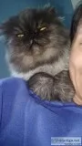 Persian male neutered adult age 3
