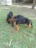 German Shepherd Puppies