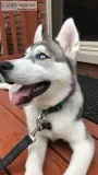 Siberian Husky