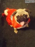 Breeding Pair- Registered Pugs