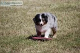 Miniature American Shepherd puppies
