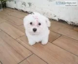 LOVELY MALTESE PUPPIES FOR REHOMING.TEXT (818) 839-0191