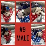 Olde English Bulldogge Puppies