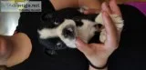 Boston Terrier puppies