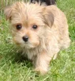 Wonderful Morkie baby&rsquos Multize Yorkie
