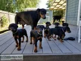 AKC Doberman Pinscher Puppies