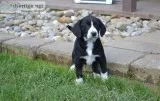 Beagle puppies with magnificent personalities