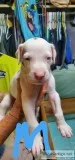 Harlequin Great Dane