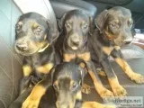 Fullbreed Doberman puppies for sell with AKC DAD