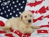 GOLDEN RETRIEVER PUPS