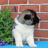 Beautiful Akita pups with magnificent personalities