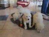 perceptive 4 Golden Retriever Pups For Sale.
