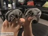 Sugar gliders (male and female)