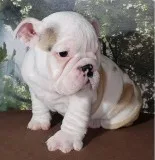English Bulldog puppies