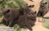 gleaming Gorgeous Chunky British Shorthair Kittens