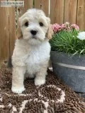 Multi-gen Australian Labradoodle Puppies
