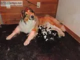 7 Rough Collie PuppiesTri sSableWhite Factored Sables