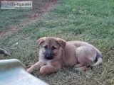 CKC registered German Shepherd