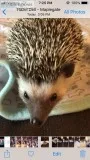 8 month old boy hedge hog