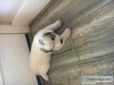 Great Pyrenees Puppies