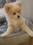 dependable Stunning Merle Pomeranian Boy For Sale