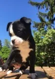 Miniature Boxer puppies