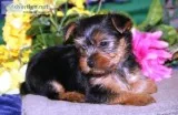 Awesome Yorkshire Terrier ready
