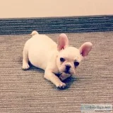 cute french bulldog