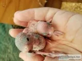 Bby parakeets