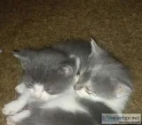 Kittens  8 week s old
