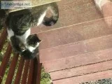 Free kittens