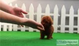 Cute Toy poodle puppies set to go