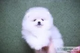 Lovely Pomeranian Puppies
