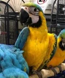 magnanimous 4 Year Old Blue And Gold Macaw
