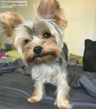 Yorkshire terrier 