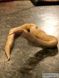 Albino Ball Python Available