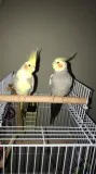 adorable cockatiels